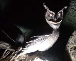 To provide a proper glimpse of the nocturnal animals at the zoo, they have artificially reversed night and day. That’s why when the visitors arrive at